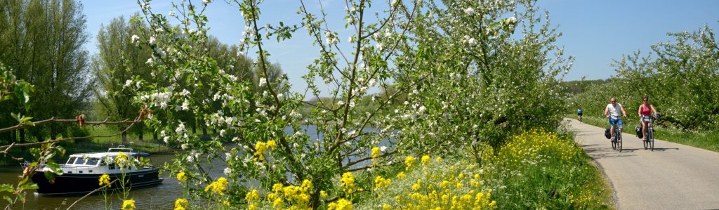 bloesemfietstocht fietsen bloesem bloei