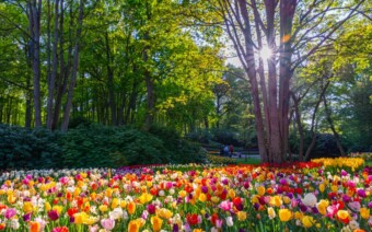 Route Lisse – Een vrolijke veldtocht met de tulp als muze